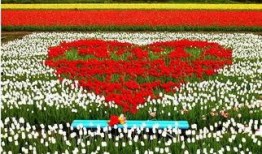 泰安花海最新爆料,五彩斑斓花海盛宴即将绽放